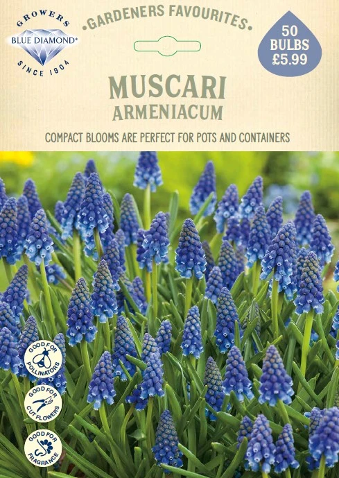Muscari Armeniacum GF - image 1
