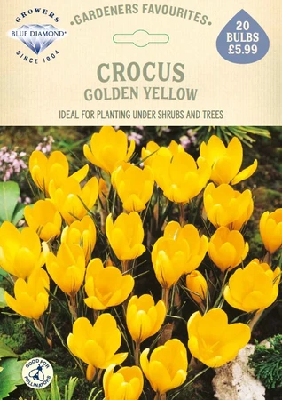 Crocus Golden Yellow GF