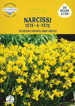Narcissi Tete a Tete BR