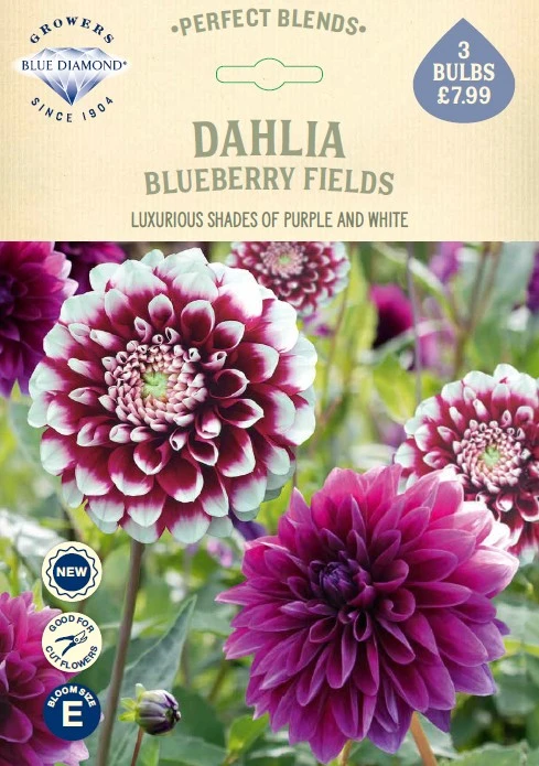 Dahlia Blueberry Fields