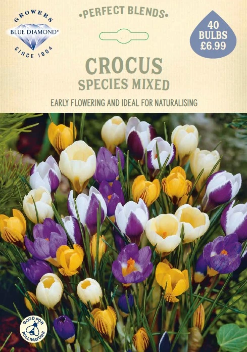 Crocus Species Mixed PBR - image 1