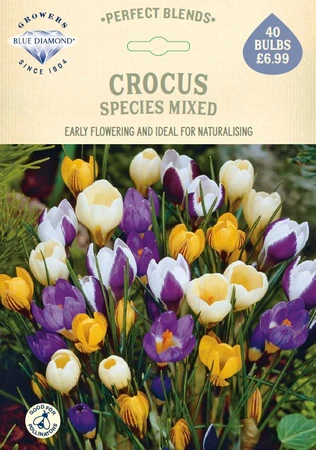 Crocus Species Mixed PBR