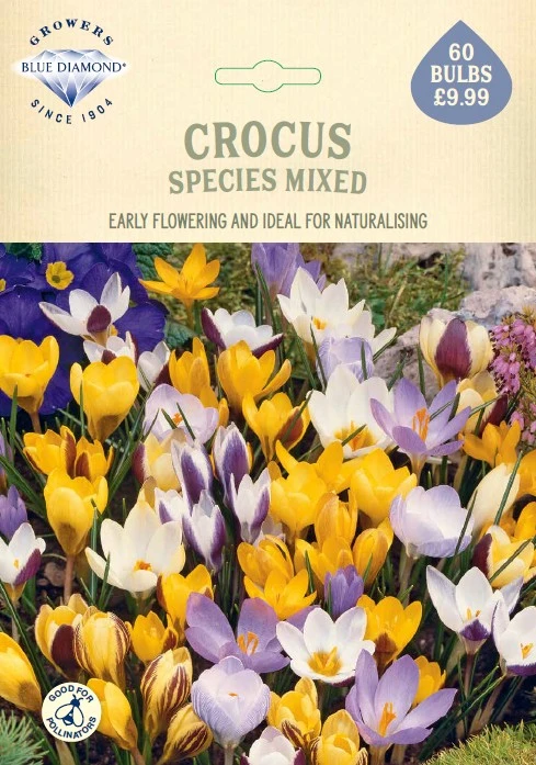 Crocus Species Mixed
