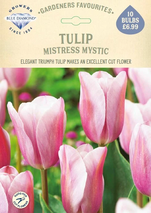 Tulip Mistress Mystic GF