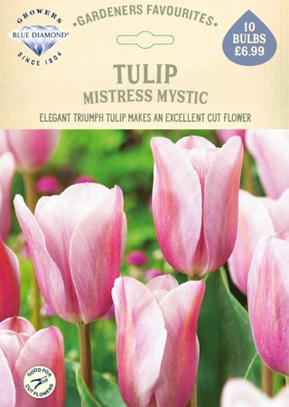 Tulip Mistress Mystic GF