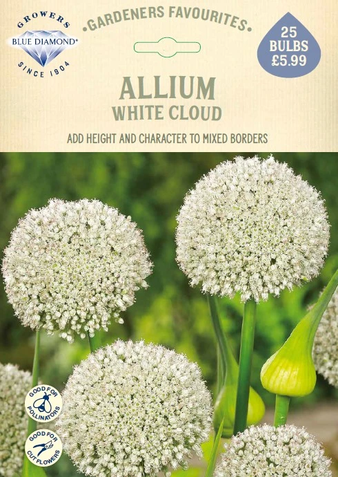 Allium White Cloud GF - image 1