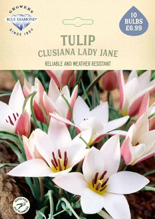 Tulip Clusiana Lady Jane NE - image 1