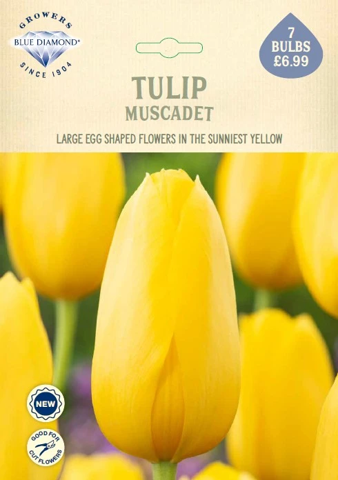 Tulip Muscadet NE