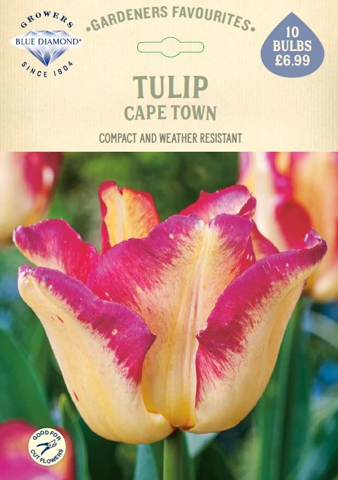 Tulip Cape Town GF