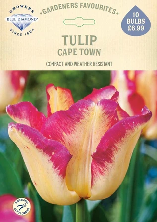 Tulip Cape Town GF