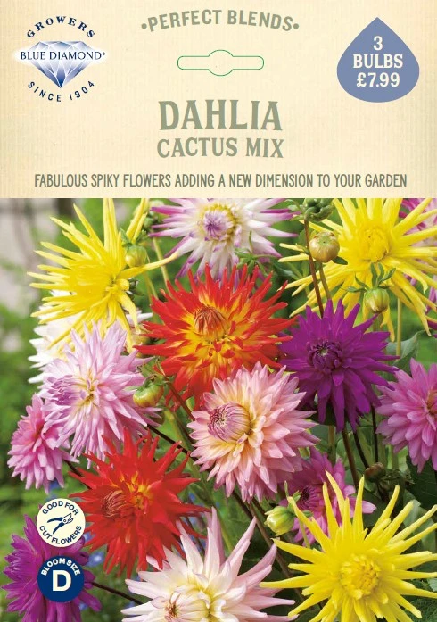 Dahlia Cactus Mix - image 1