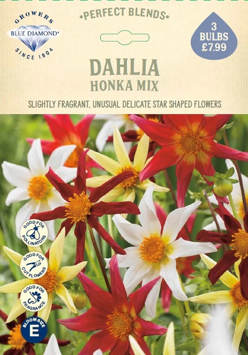 Dahlia Honka - image 1
