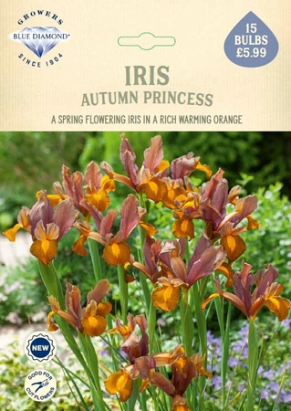 Iris Autumn Princess NE