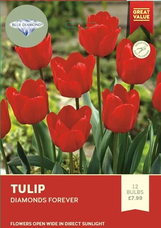 Tulip Diamonds Forever