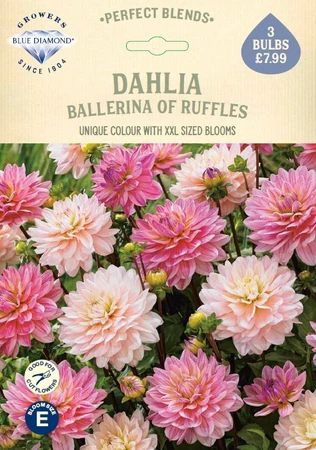 Dahlia Ballerina of Ruffles