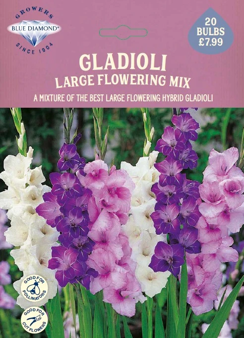 Gladioli Large flowering Mix - image 1