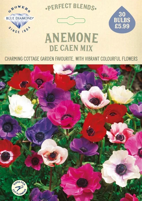 Anemone De Caen Mix - image 1
