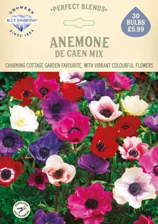 Anemone De Caen Mix