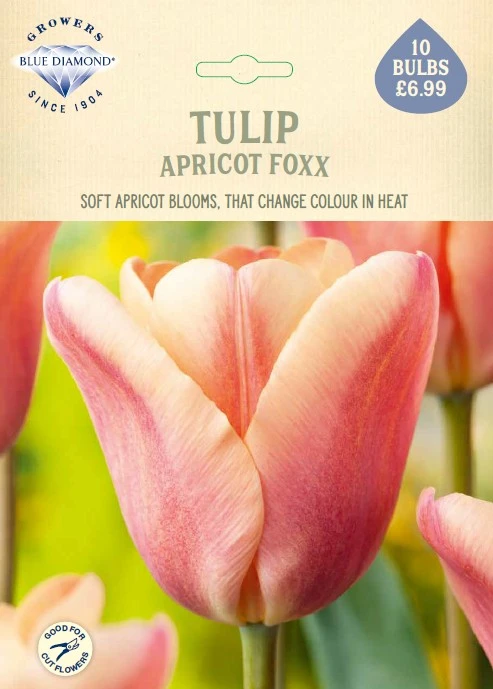 Tulip Apricot Foxx NE