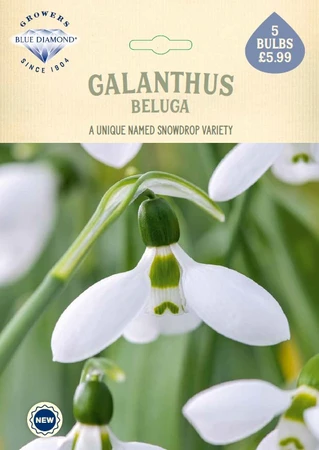 Galanthus elwesii Beluga NE