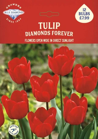 Tulip Diamonds Forever BR
