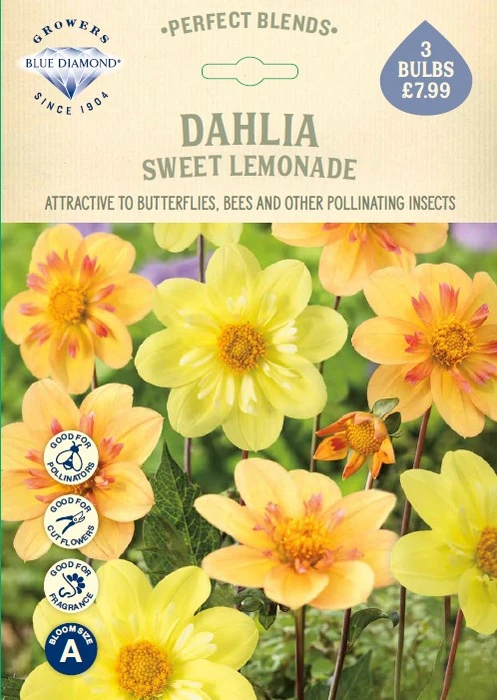 Dahlia Sweet Lemonade - image 1