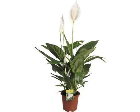 Spathiphyllum 17Cm - image 2