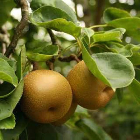 Apple Egremont Russet Bush MM106 12L