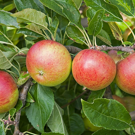 Apple Fiesta Bush MM106 12L