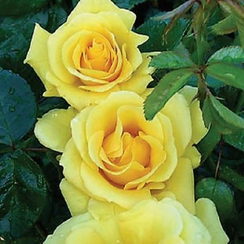 Gardeners Glory CLI 4.5L