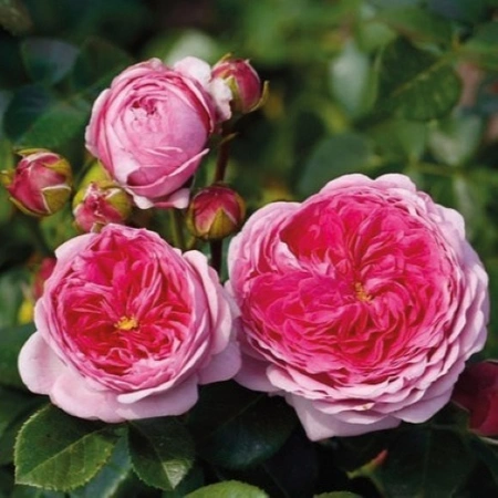 Florida Sunset FL 4.5L CHAR