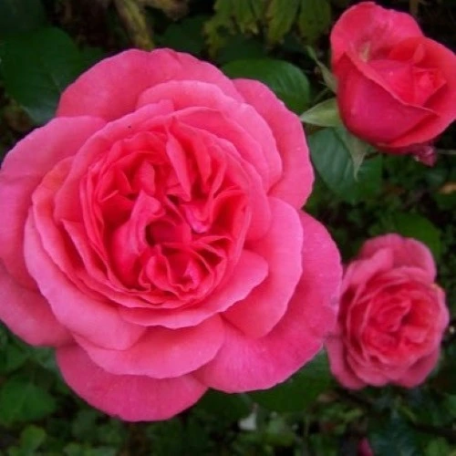 Special Anniversary HT OCC 4.5L