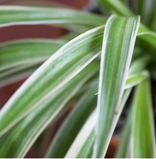 Chlorophytum Hanging 14Cm - image 2