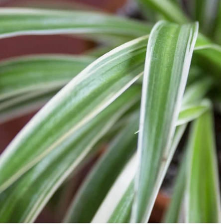 Chlorophytum Hanging 14Cm - image 2