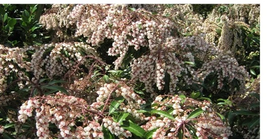 Pieris Scarlet O Hara 2L - image 1