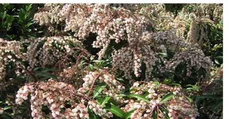 Pieris Scarlet O Hara 2L - image 2