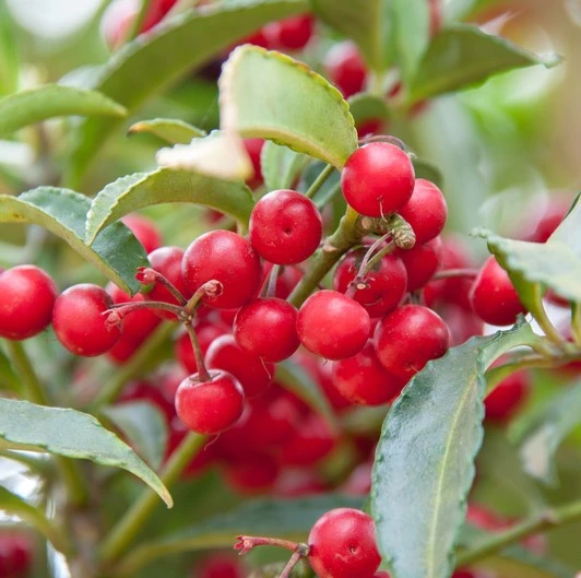 Cotoneaster Hybridus Pendulus 12L