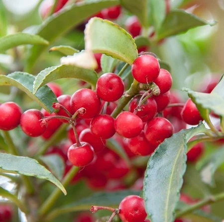 Cotoneaster Hybridus Pendulus 12L