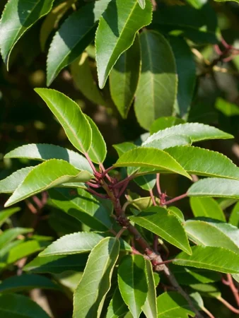 Prunus Lusitanica Angustifolia 3L