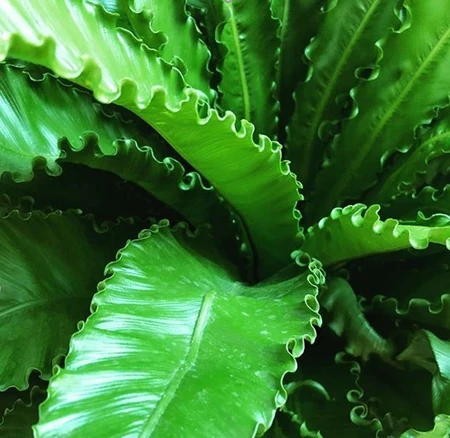 Asplenium Osaka 17cm - image 2