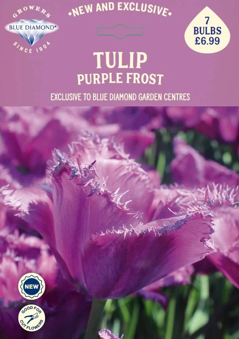 Tulip Purple Frost
