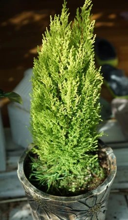 Cupressus Macr Goldcrest Wilma 12cm - image 2