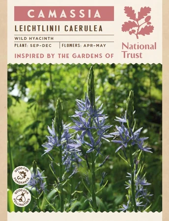 Camassia Leichtlinii Caerulea - image 3