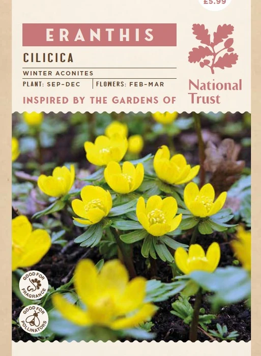 Eranthis Cilicica - image 3