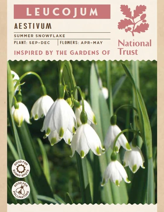 Leucojum Aestivum - image 3