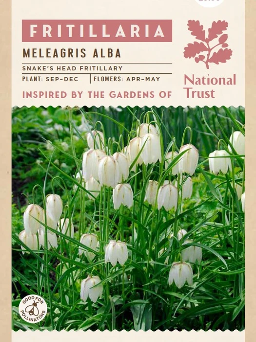 Fritillaria Meleagris Alba - image 3