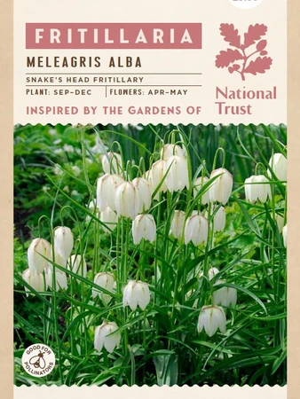 Fritillaria Meleagris Alba - image 3