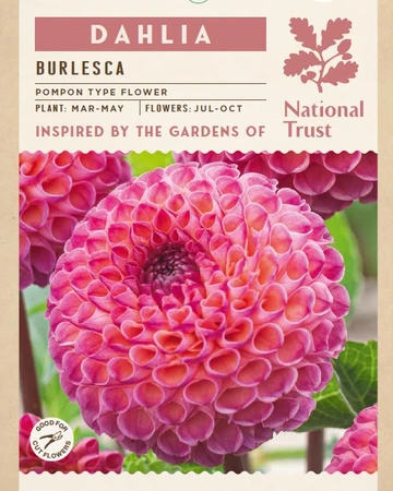 Dahlia Burlesca