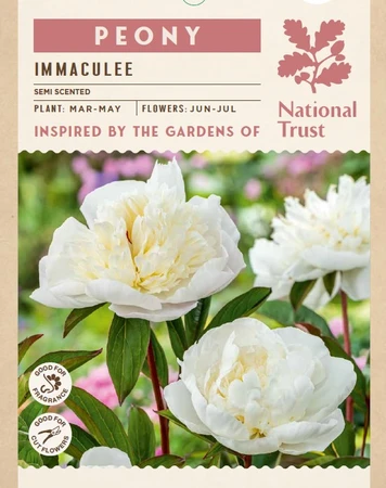 Peony Immaculee