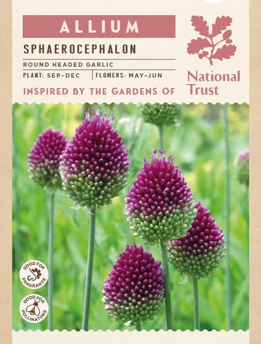 Allium Sphaerocephalum - image 3